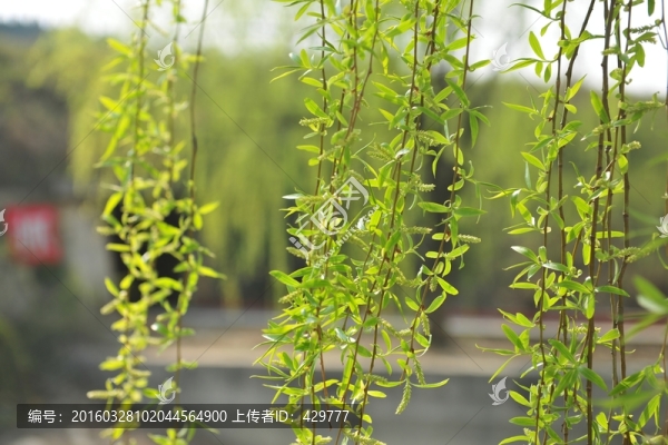 柳樹,柳枝,翠柳