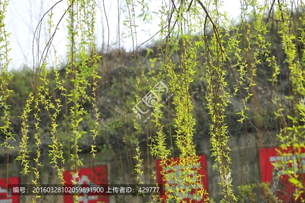 柳樹(shù)開(kāi)花,,柳絮