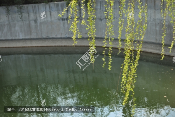 柳樹,,垂柳