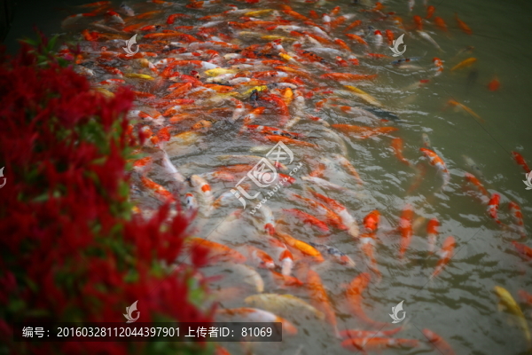 錦鯉