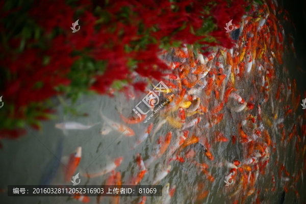 錦鯉