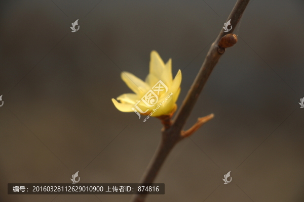 迎春花