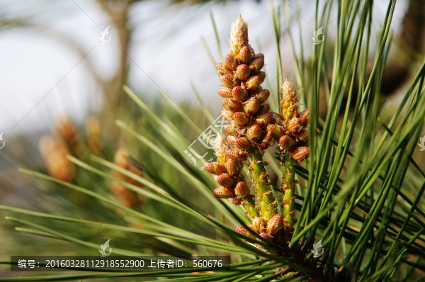 松花