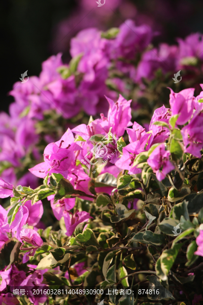 茶花