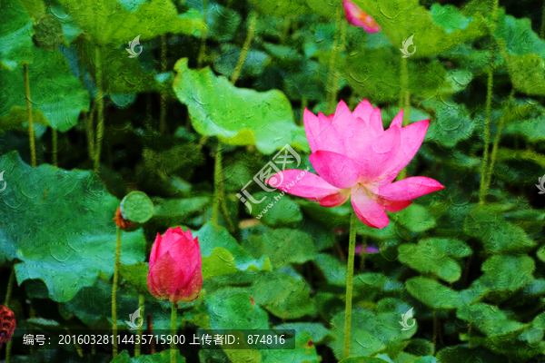 荷花