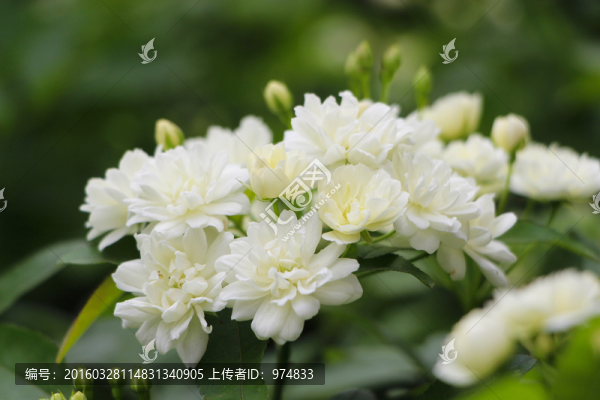 七里香