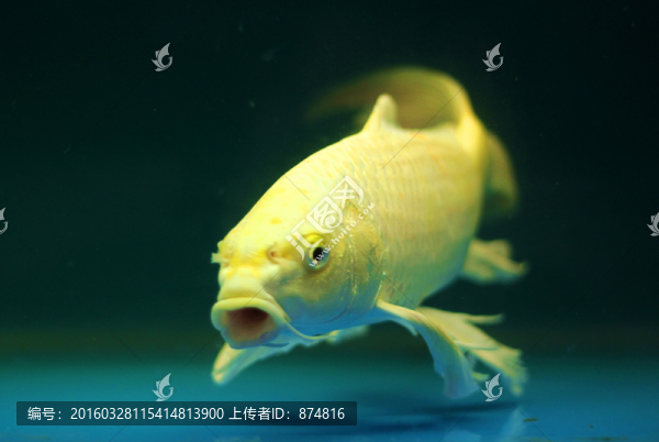錦鯉