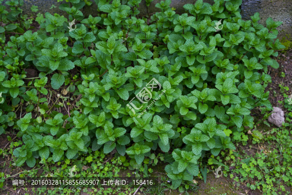 薄荷