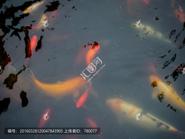 觀賞魚,金魚