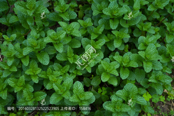 薄荷