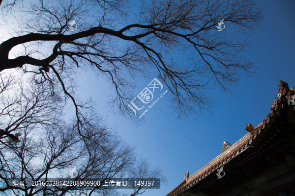 樹與古建筑