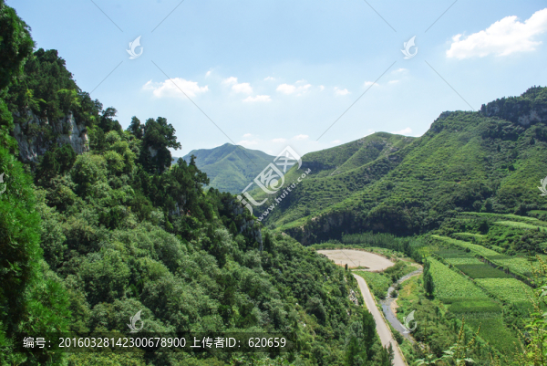 山下煙草種植