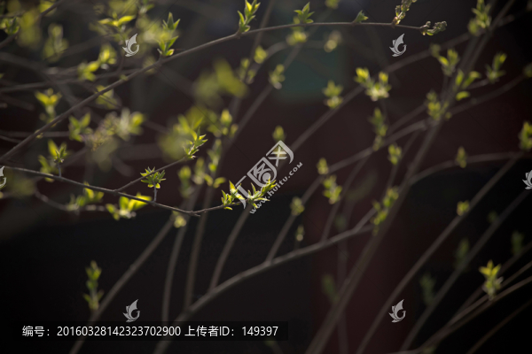 枝芽