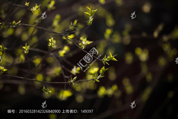 嫩芽