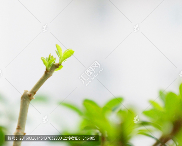 新綠