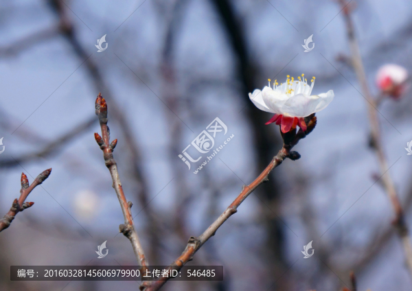 杏花