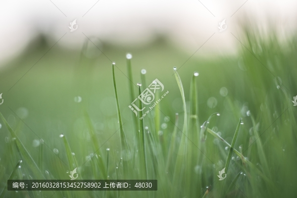 草地攝影