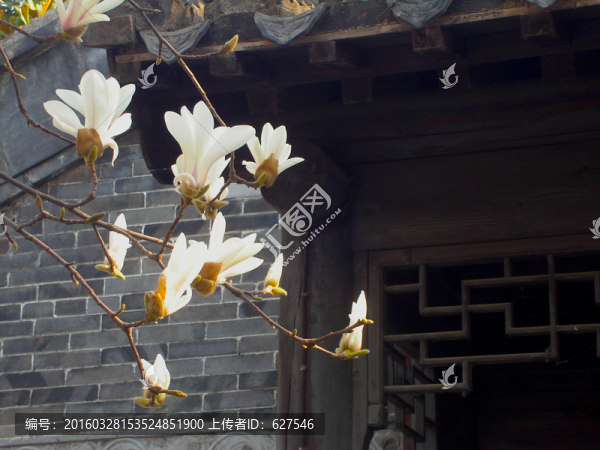 玉蘭花開