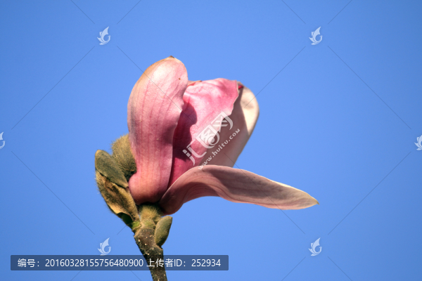 玉蘭花