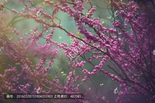 紫荊花