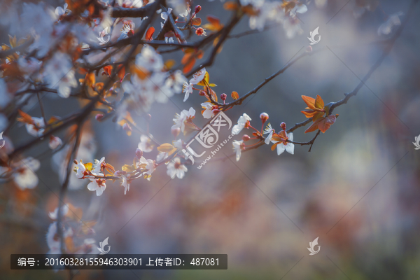 唯美紅葉李