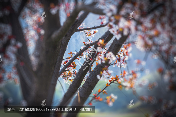 唯美紅葉李