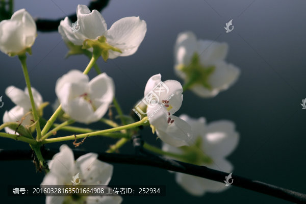 梨花