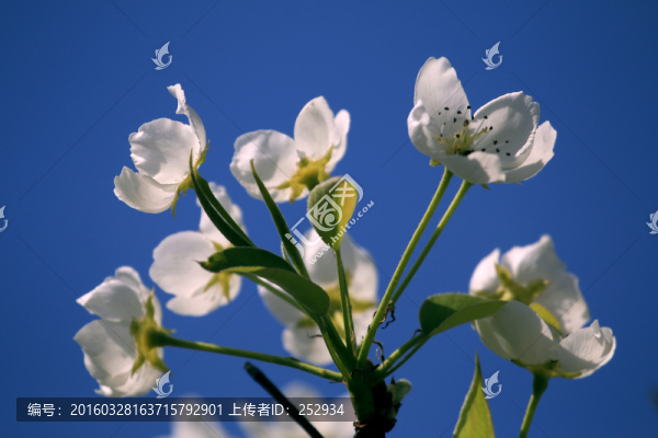 梨花