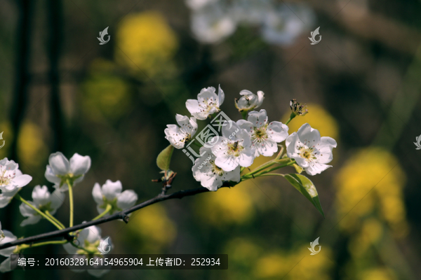 梨花