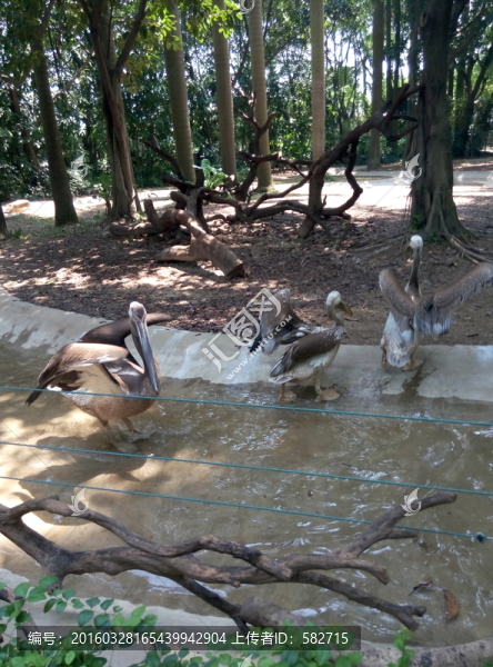 動(dòng)物園,野生動(dòng)物,鳥類,樹森