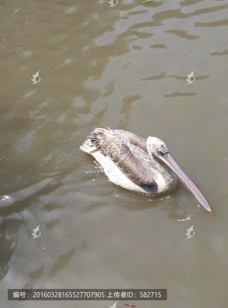 動(dòng)物園,野生動(dòng)物,鳥類,樹森