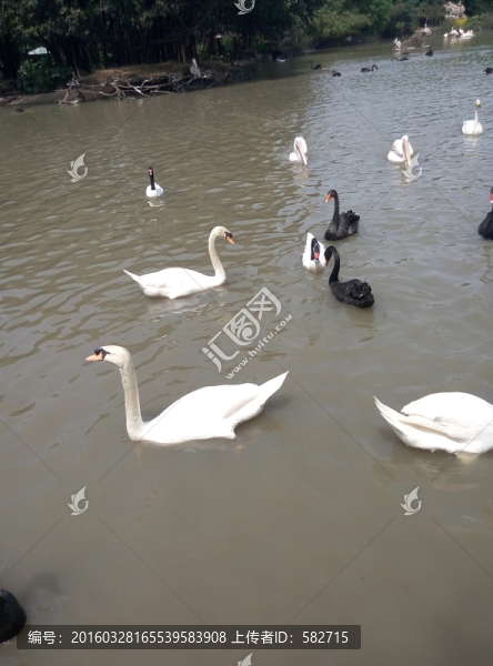 動物園,野生動物,鳥類,樹森