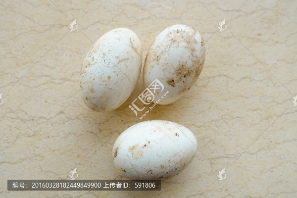 放養(yǎng)鵝蛋