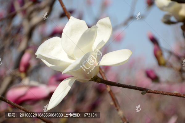 玉蘭花