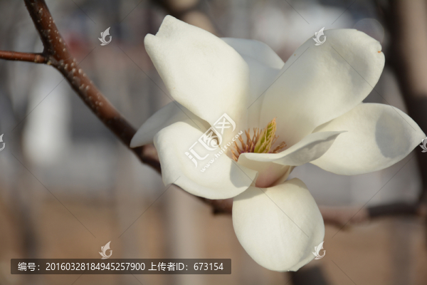 玉蘭花