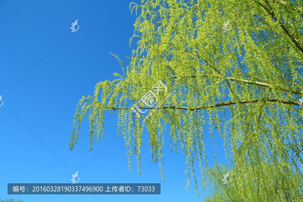 柳條