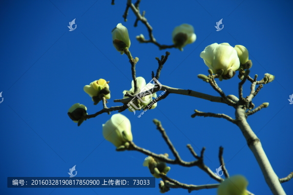 I玉蘭