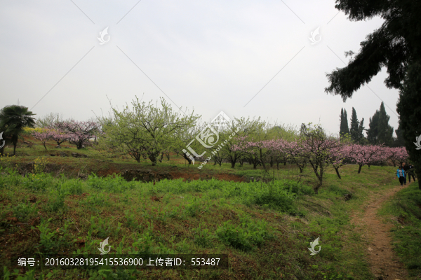 桃花園,春天