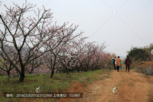 桃花山