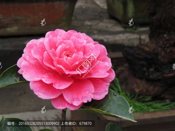 云南名花