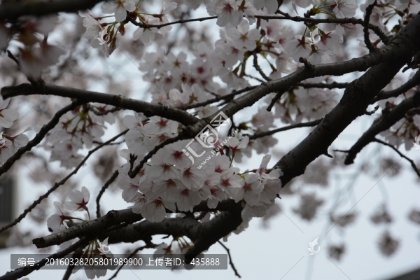 櫻花