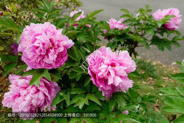 牡丹花