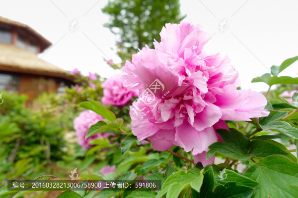 牡丹花園