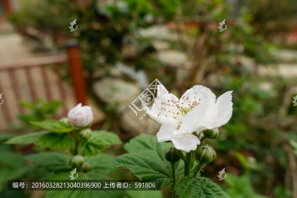 樹莓花