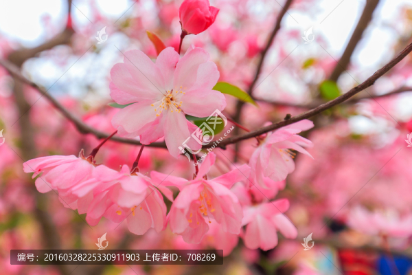 上海人民公園海棠花