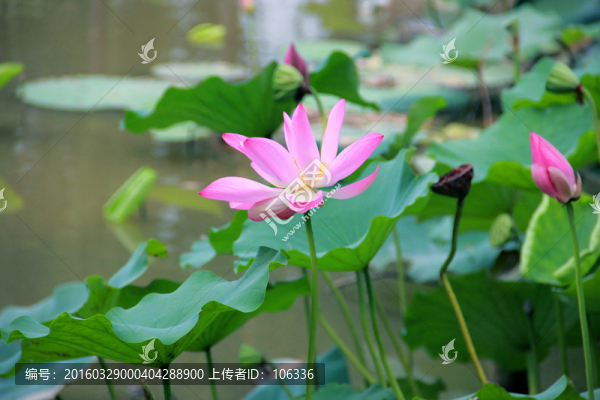 出水芙蓉,蓮花,荷花