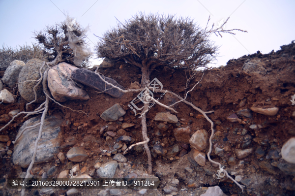 沙漠植物,根莖