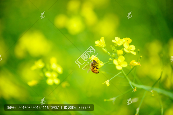 陽光油菜花蜜蜂