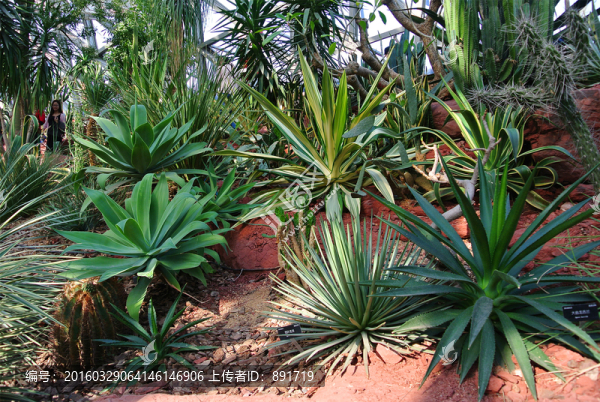 辰山植物園
