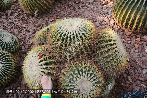 仙人球